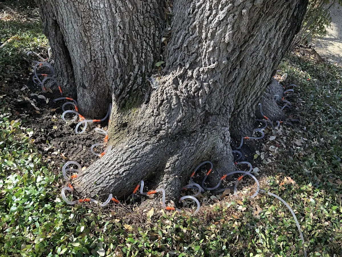 Detailed Tree Cabling and Bracing job site in Franksville