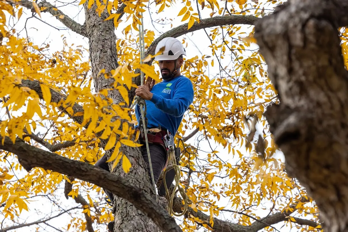 Skilled Tree Planing crew working in Franksville