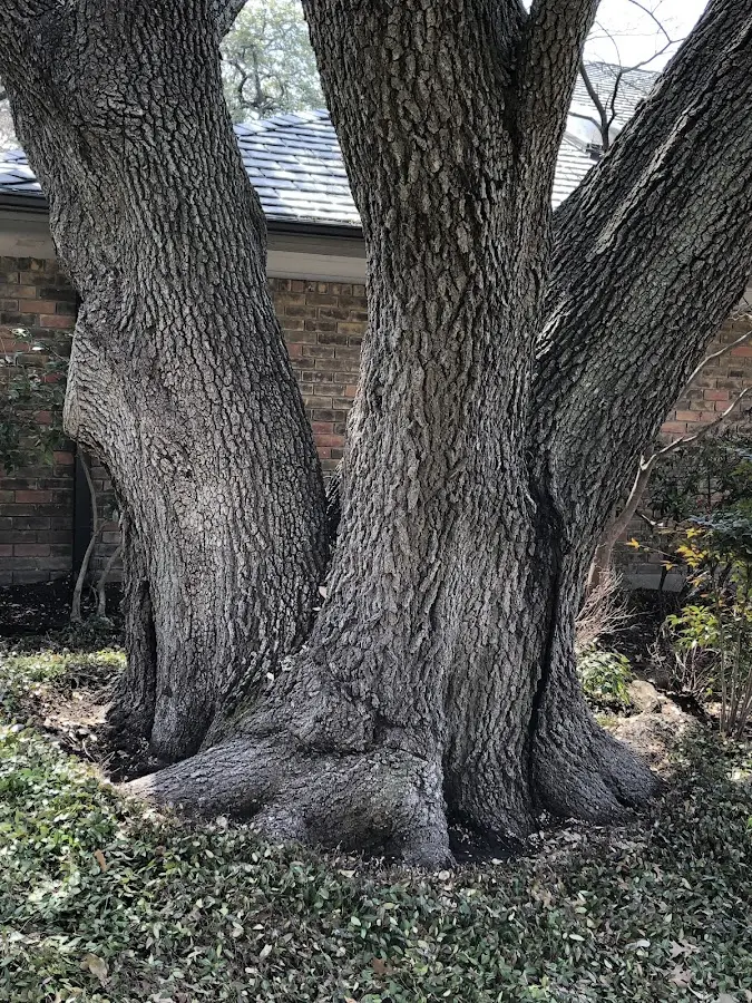 Mature heritage tree close to a Franksville property cared for by certified arborists